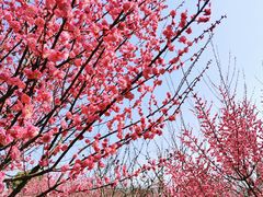 -武汉紫薇都市田园