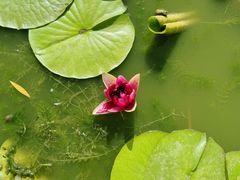 -莲花池公园