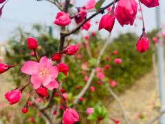 -顾村公园