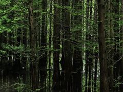 -桤木河湿地公园