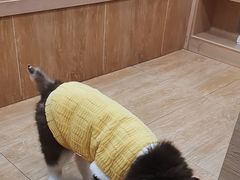-瑞派名望24h动物医院异宠专科·猫专科·骨科·重症监护分院