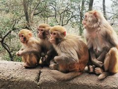-黔灵山公园