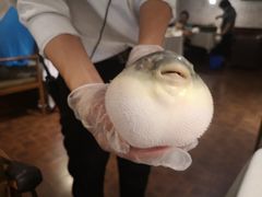 -肆月河豚·新淮扬(金融街店)