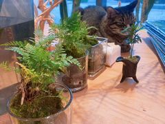 -ChaKo Flora ·茶子花艺 (市北店)