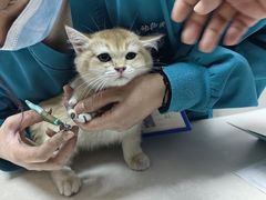 -中农国际动物医院24小时·猫科·骨科·急重症中心