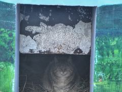 -青藏高原野生动物园