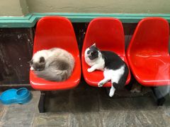 -猫咪博物馆(顶澳仔猫街店)