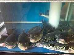 -天正河鲀·河豚亭(大连店)