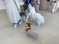 -怪兽屋·羊驼·猫咖·狗咖(俊华广场店)