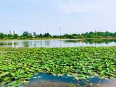 -白鹭湾湿地公园