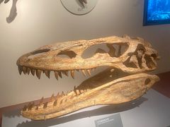 -自贡恐龙博物馆