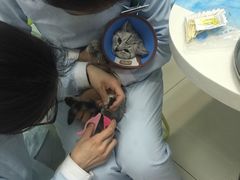 -纳吉亚猫专科动物医院博雅分院