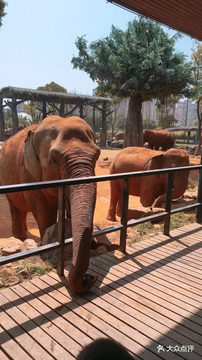 上海野生動物園圖片 - 第3432張