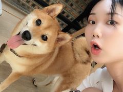 -柴犬高等学院·狗咖·柴犬售卖·宠物训练
