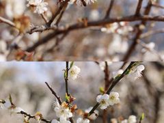 -广州市流溪河国家森林公园