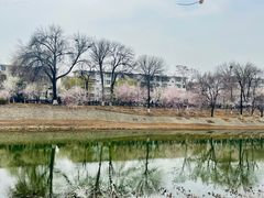 -桃花堤公园