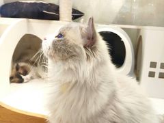 -喵喵咪呀布偶猫咖(春熙路店)