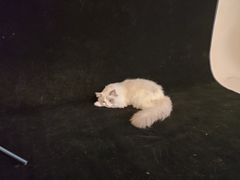 -猫遇摄影工作室
