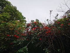 -广州市白云山风景名胜区