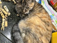 -协和菜馆(凤凰街店)