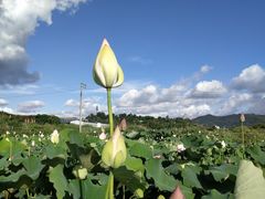 -光明小镇欢乐田园