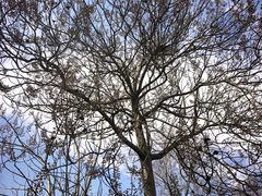 -冠州宴·海鲜烤鸭民间菜(冠县店)