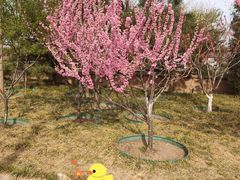 -永定河休闲森林公园