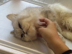 -Oh My Dog宠物沙龙(伊珊娜皮毛护理店)