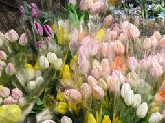 -循礼门鲜花花市(武汉循礼门店)