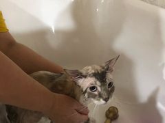 -十年猫舍·猫咪专门店(普陀店)
