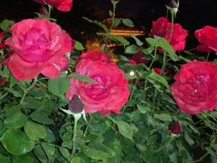 -上海安亭别墅花园酒店