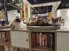 -藏猫猫咖啡主题馆(中央大道店)
