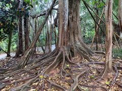 -中国科学院西双版纳热带植物园