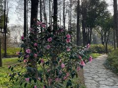 -上海滨江森林公园