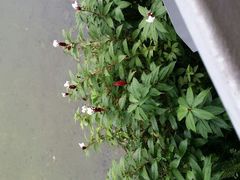 android_upload_pic-河川生态园