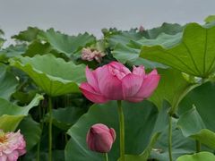 -莫愁湖公园