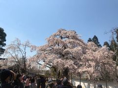 -醍醐寺