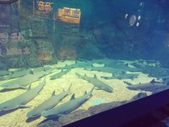 -烟台海昌鲸鲨海洋公园