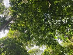 -西双版纳原始森林公园