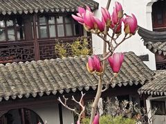 -苏州市皮市街花鸟工艺品市场