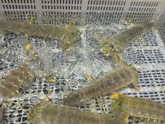 -侨美食家·40年地道粤菜(珠江新城店)