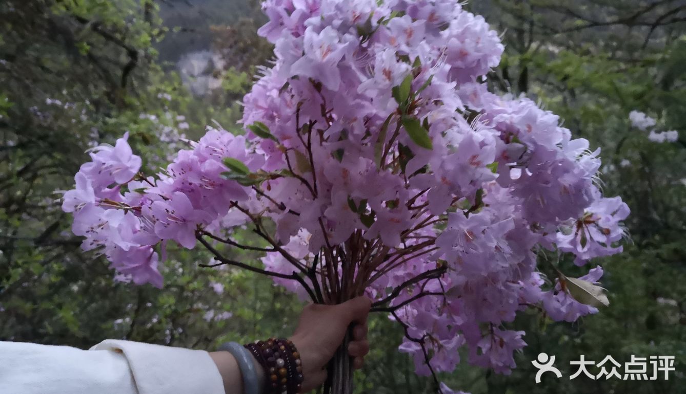 巴拉格宗漫山遍野的杜鹃花太美啦！