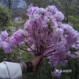 巴拉格宗漫山遍野的杜鹃花太美啦！