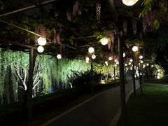 -嘉定紫藤园