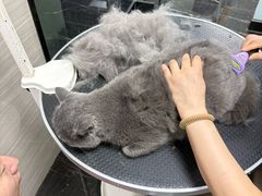 -宠颐生斯嘉宠物医院·急重症·心内科(谷阳北路分院)
