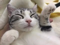 -Bastet sally猫舍购宠(静安店)