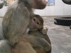 -西安秦岭野生动物园