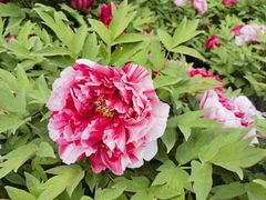 -莲花池公园