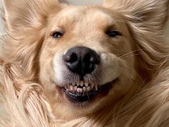 -伟伟宠物医院·CT影像中心·瑞派犬猫综合性门诊(汉口总院)