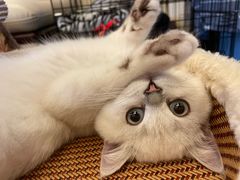-小猫来了·猫舍(红山六九七九店)
